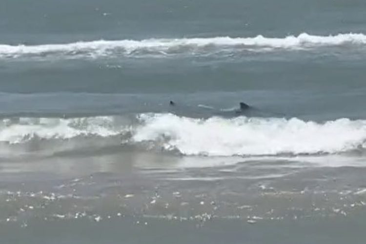 Opnieuw strandgangers aangevallen door een haai