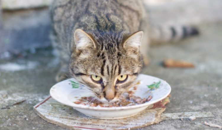 Justin: ”Mijn vriendin gebruikt ons servies voor kattenvoer”