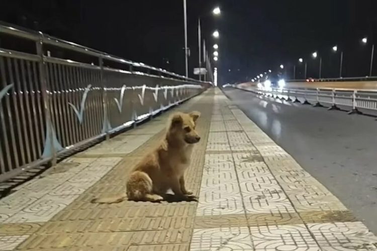 Verwaarloosde pup wachtte weken op zijn baasje bij een viaduct, in de hoop dat ze terugkwamen