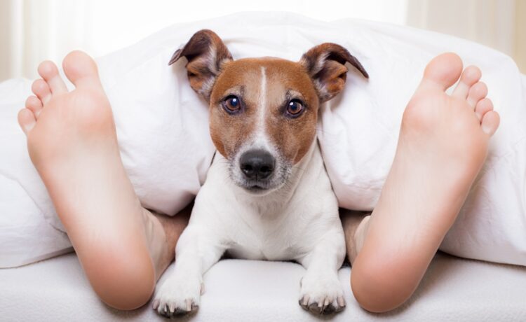 Slaapt jouw hond bij jou in bed? “Pas dan op, want het kan gevaarlijk zijn”