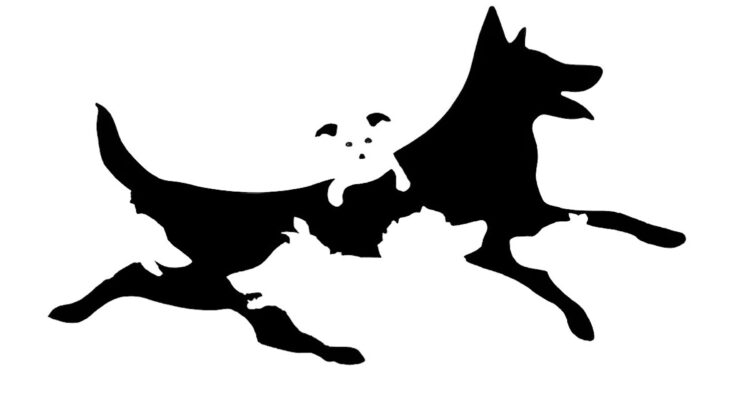 Hoeveel honden je telt op deze foto onthult je mentale leeftijd