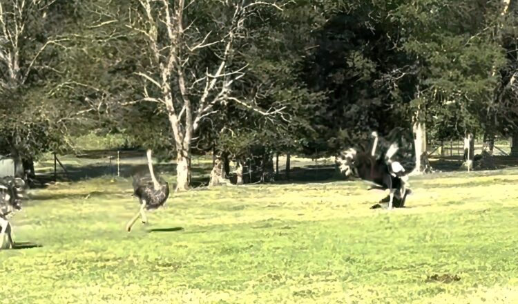 Trip naar safaripark loopt gigantisch uit de hand voor groepje bezoekers