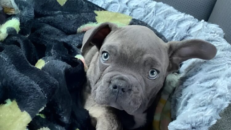 Gezin wil hond ophalen na vakantie bij hondenoppas: “Sorry, hij is er niet meer.”