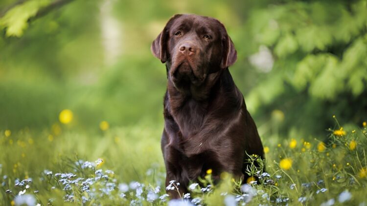Binnenkort hondenvrije zones in parken: “Respect tonen voor moslim”