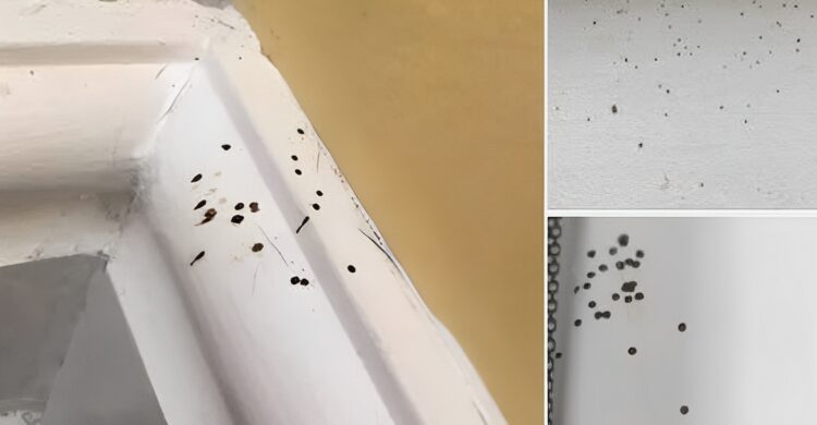 Dit betekenen die mysterieuze zwarte stippen in je huis