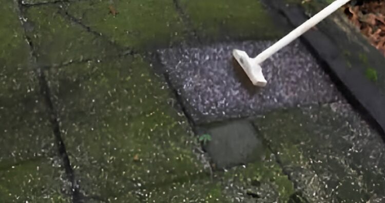 Gebruik dit simpele trucje tegen groene aanslag: het werkt altijd