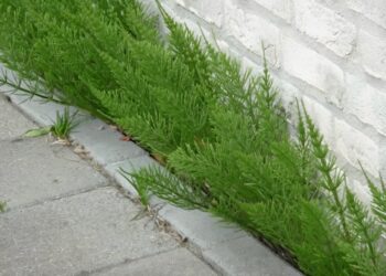 Hovenier onthult: “Zo kom je van dat irritante Heermoes af in de tuin!”