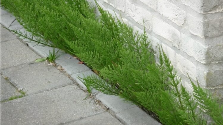 Hovenier onthult: “Zo kom je van dat irritante Heermoes af in de tuin!”