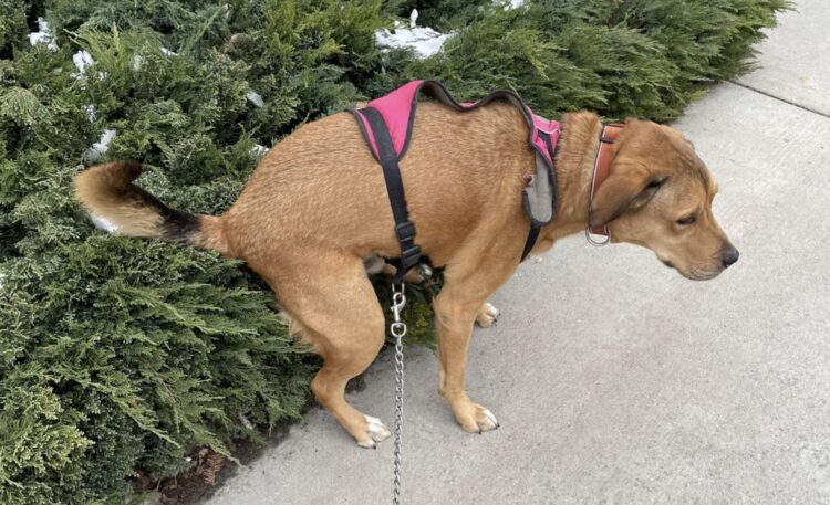 Ga je zonder hondenpoepzakje op pad? Zó hoog is de boete in 2025