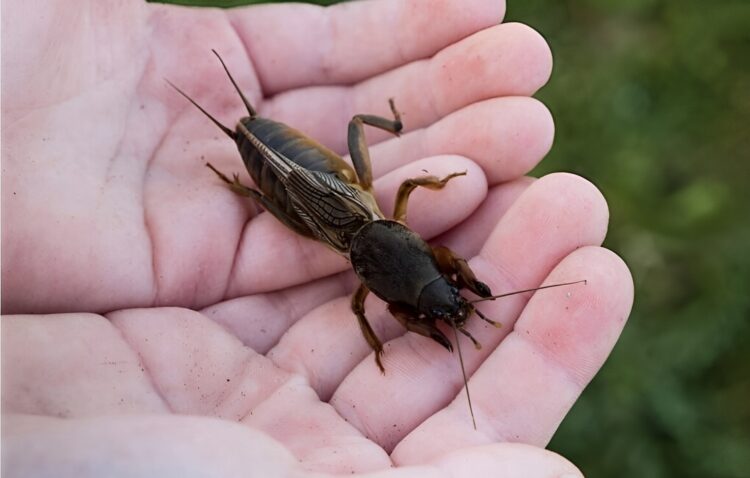 ​Tuinman waarschuwt: Kijk uit voor deze 5 gevaarlijke tuinbeestjes