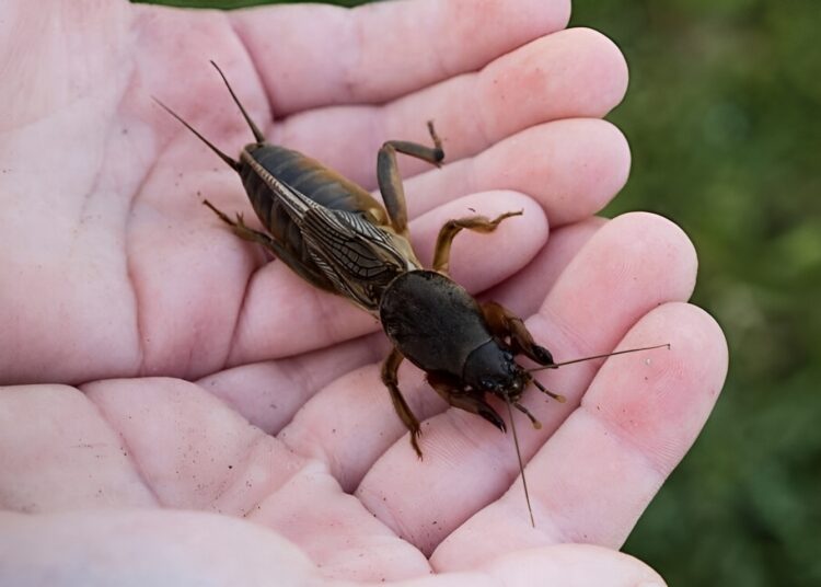 Tuinman waarschuwt: Kijk uit voor deze 5 gevaarlijke tuinbeestjes