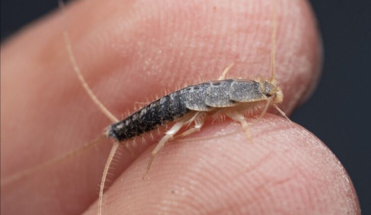 Heb je zilvervisjes in huis? Dit is het eerste wat je moet doen om van ze af te komen