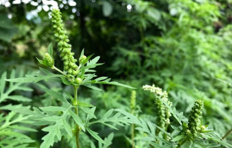 Heb jij hooikoorts? Haal deze plant vandaag dan nog uit jouw tuin!
