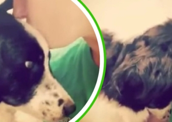 Verlaten hond in asiel is kapot van verdriet omdat zijn gezin hem niet meer wil