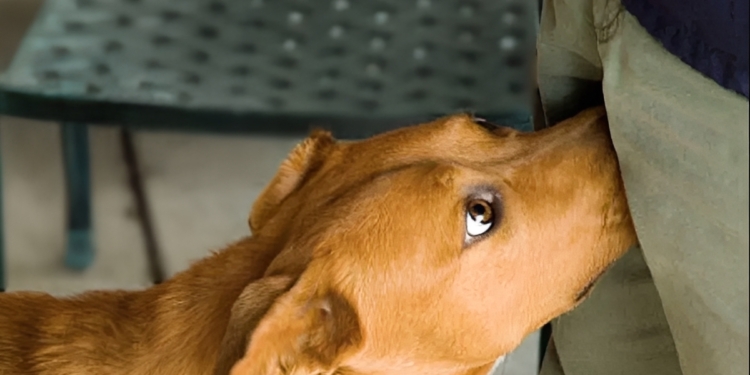 Aha! Dit is dus de reden waarom een hond met z’n neus aan je kruis snuffelt!