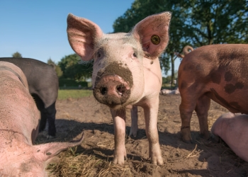 Man krijgt bijna absurd hoge ontslagvergoeding omdat hij niet met varkens wilde werken