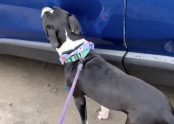 Hond keert na 24 uur terug naar het asiel en zijn reactie laat niemand onberoerd