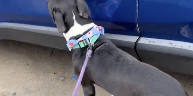 Hond keert na 24 uur terug naar het asiel en zijn reactie laat niemand onberoerd