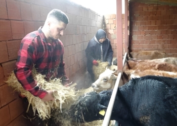 Uğur (35) keert terug naar zijn eigen land: “Liever boer in Turkije dan een robot in Europa”