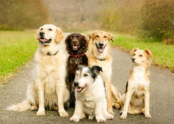 Dierenarts slaat alarm: “Bij deze twee hondenrassen ben ik altijd bang dat ze zullen bijten!”