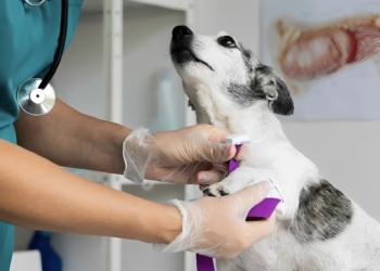 Dierenarts waarschuwt: zie je dit symptoom bij je hond, dan telt elke seconde