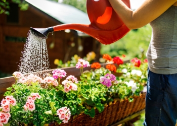 Bij warm is dit het beste tijdstip om je planten water te geven