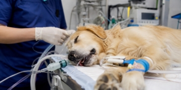 Dierenarts waarschuwt tijdens hittegolf: dit ‘normale’ gedrag van je huisdier kan levensgevaarlijk zijn