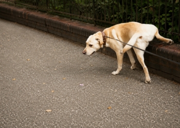 Dit bizarre bedrag moet je straks betalen als je hond op straat plast