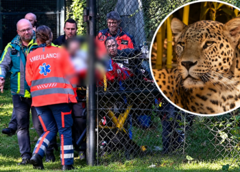 Verzorgster Beekse Bergen in kritieke toestand na aanval door panter
