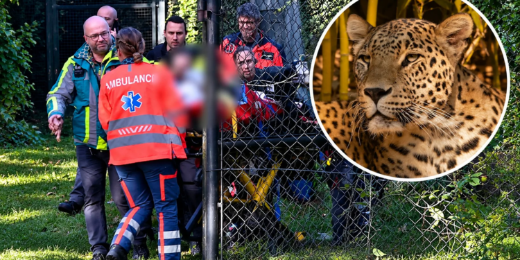 Verzorgster Beekse Bergen in kritieke toestand na aanval door panter
