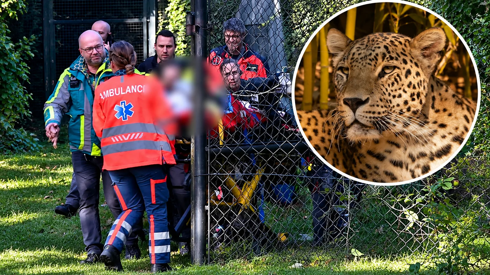 Verzorgster Beekse Bergen in kritieke toestand na aanval door panter