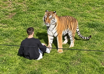 VIDEO: Schokkend incident in dierentuin nadat man tijger wil aaien