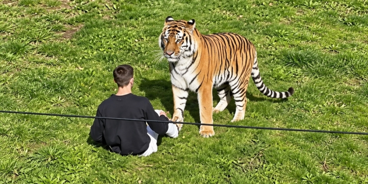 VIDEO: Schokkend incident in dierentuin nadat man tijger wil aaien